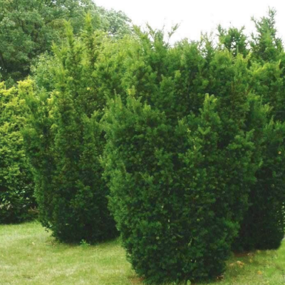 Тисс Средний Хиллии Тисс Средний Хиллии фото