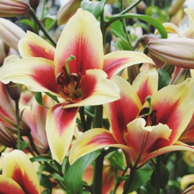 Лилия Флавия - Dolina-Sad.Ru