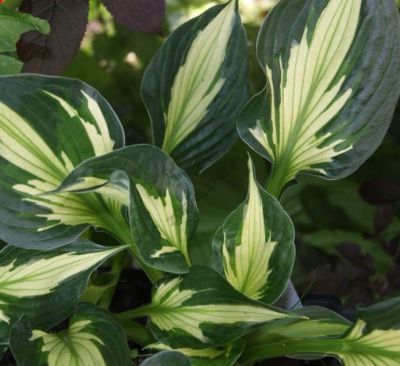 Хоста Колоред Халк , C2 Хоста Колоред Халк , C2 фото