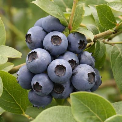 Голубика Сиерра (Среднерослая) Голубика Сиерра (Среднерослая) - Dolina-Sad.Ru