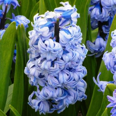 Гиацинт Дженерал Кохлер Гиацинт Дженерал Кохлер фото