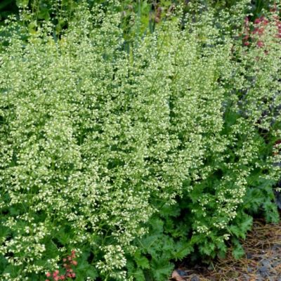 Гейхера Эппл Крисп Гейхера Эппл Крисп - Dolina-Sad.Ru