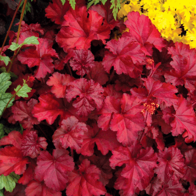 Гейхера Фаер Чиф фото