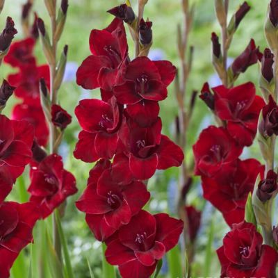 Гладиолус Фэт Бой Гладиолус Фэт Бой - Dolina-Sad.Ru