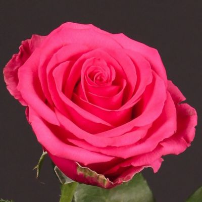 Роза Тенге Венге - Dolina-Sad.Ru