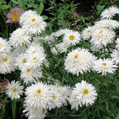 Нивяник крупный Санте - Dolina-Sad.Ru