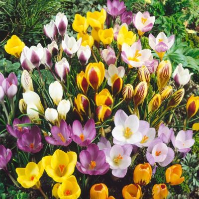 ПОДАРОК Крокусов Смесь (5 шт.) ПОДАРОК Крокусов Смесь (5 шт.) фото