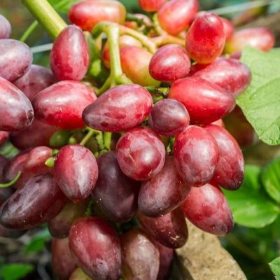 Виноград Красотка Виноград Красотка - Dolina-Sad.Ru