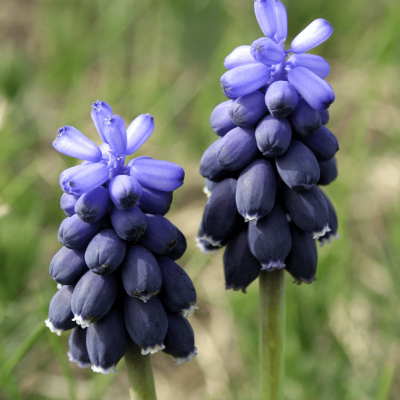 Мускари Неглектум Мускари Неглектум фото