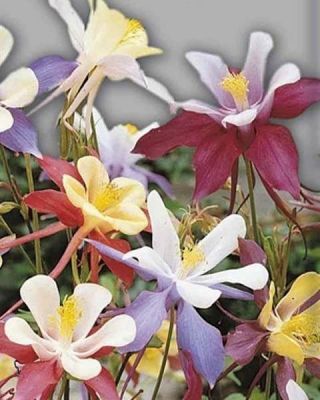 Аквилегия Мак Кана ГИГАНТ Аквилегия Мак Кана ГИГАНТ фото