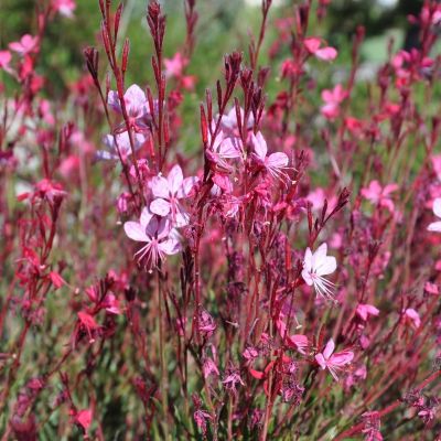 Гаура Сискию Пинк Гаура Сискию Пинк - Dolina-Sad.Ru