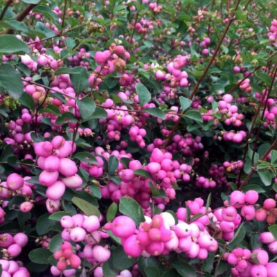 Снежноягодник доренбоза Мэджик Берри фото