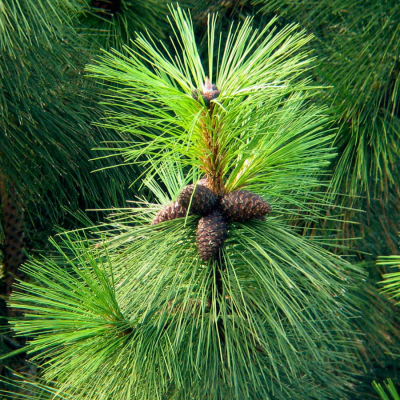 Сосна желтая Сосна желтая фото