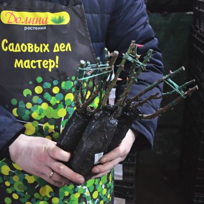 Роза Голден Шауэрс Роза Голден Шауэрс фото