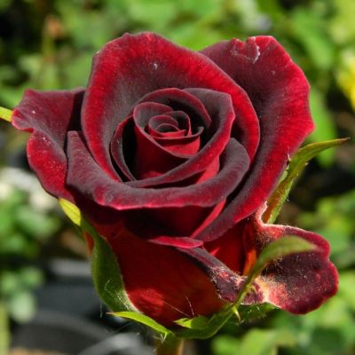 Роза Фиджи Негро Роза Фиджи Негро - Dolina-Sad.Ru