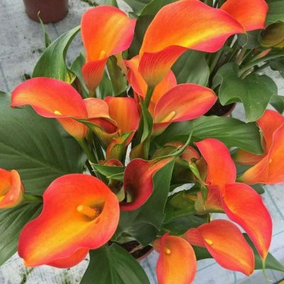 Калла Оранж Каунти - Dolina-Sad.Ru