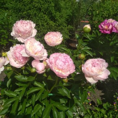 Пион Энджел Чикс - Dolina-Sad.Ru