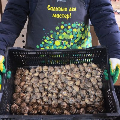 Калла Ред Алерт Калла Ред Алерт фото