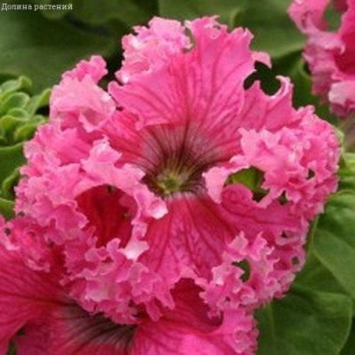 Петуния Афродита розовая F1 (Фриллитуния) бахромч. Н12 фото