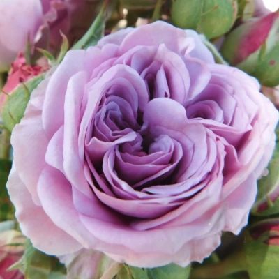 Роза Лавендер Айс Роза Лавендер Айс - Dolina-Sad.Ru