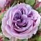 Роза Лавендер Айс Роза Лавендер Айс - Dolina-Sad.Ru