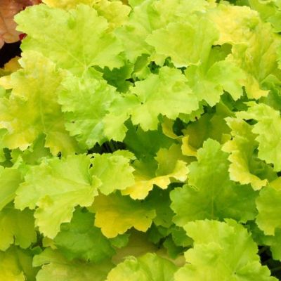 Гейхера Лайм Рики - Dolina-Sad.Ru