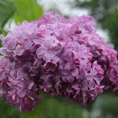 Сирень обыкновенная Маршал Фош, С2 - Dolina-Sad.Ru