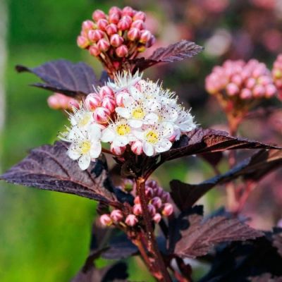 Пузыреплодник калинолистный Миднайт Пузыреплодник калинолистный Миднайт фото