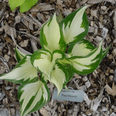 Хоста Пауль Ревере , C2 Хоста Пауль Ревере , C2 фото