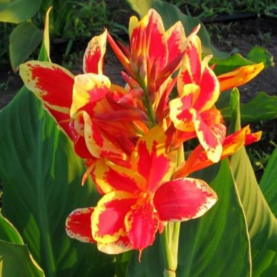 Канна Люцифер Канна Люцифер фото