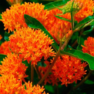 Ваточник клубневой Золотинка фото