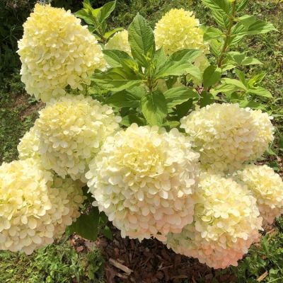 Гортензия метельчатая Селекшн, С3 - Dolina-Sad.Ru