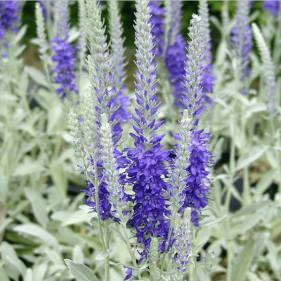 Вероника колосистая Инкана , x Вероника колосистая Инкана , x фото