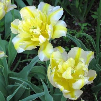 Тюльпан Монте Свит Тюльпан Монте Свит фото