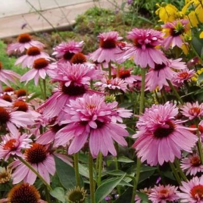 Эхинацея Пурпур-Дабл Дак Эхинацея Пурпур-Дабл Дак фото