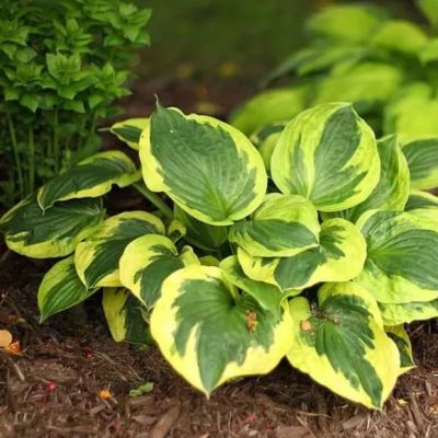 Хоста Твилайт Хоста Твилайт фото