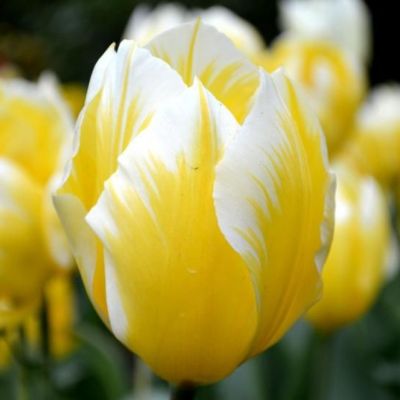 Тюльпан Свитхарт Тюльпан Свитхарт фото