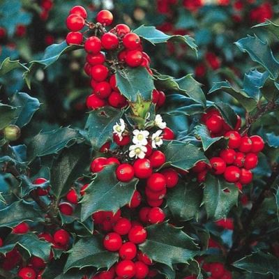 Падуб Мезерва Блю Принцесс - Dolina-Sad.Ru