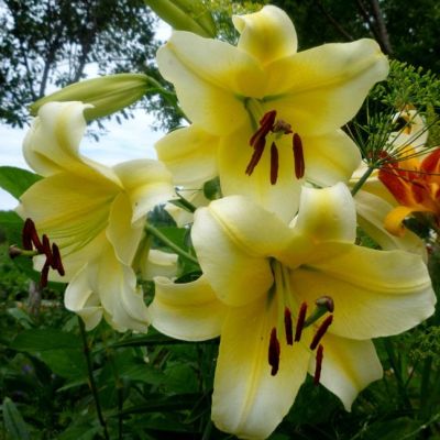 Лилия Манисса Лилия Манисса фото