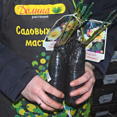 Роза Мунлайт Роза Мунлайт фото