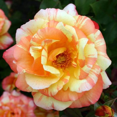 Роза Марвелл Роза Марвелл фото