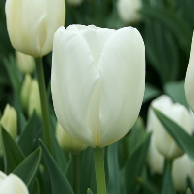 Тюльпан Сноуборд - Dolina-Sad.Ru