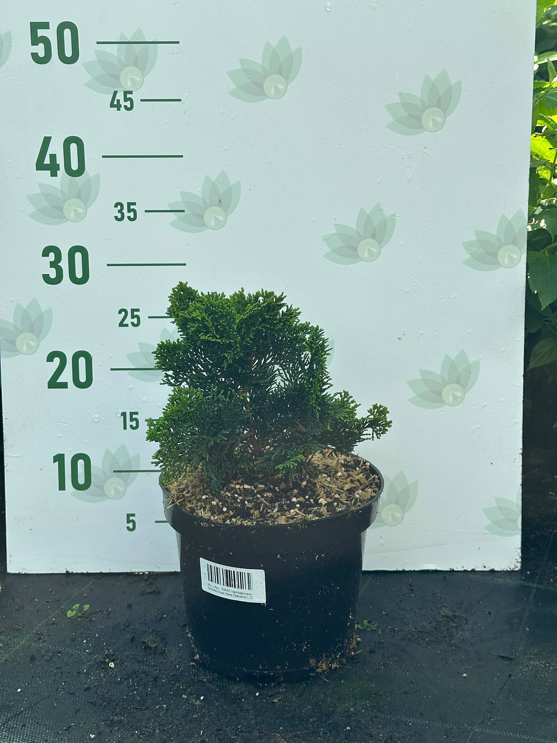 Кипарисовик туполистный Нана Грацилис, С3 Кипарисовик туполистный Нана Грацилис, С3 - Dolina-Sad.Ru