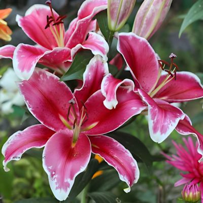 Лилия Гаучо Лилия Гаучо - Dolina-Sad.Ru