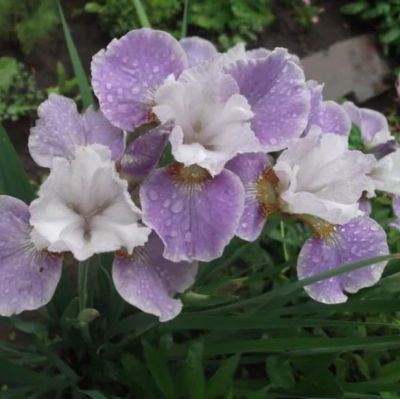 Ирис Балерина Данс Ирис Балерина Данс фото