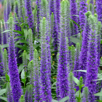 Вероника колосистая Устер Дварф Блю Вероника колосистая Устер Дварф Блю фото