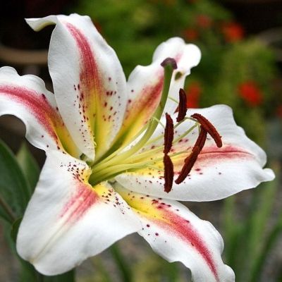 Лилия Арена Лилия Арена фото