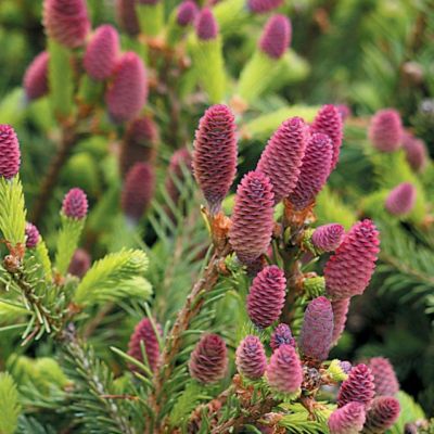 Ель обыкновенная Акрокона Ель обыкновенная Акрокона фото