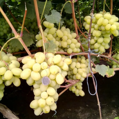 Виноград Лора фото