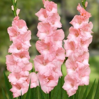 Гладиолус Чимароса Гладиолус Чимароса - Dolina-Sad.Ru